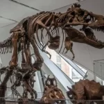 Πώς εξαφανίστηκαν όλοι οι δεινόσαυροι από τη Γη;