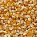 Popcorn : Γιατί δεν σκάνε όλοι οι σπόροι του ποπ κορν;