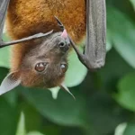 Γιατί οι νυχτερίδες μεταδίδουν ασθένειες στους ανθρώπους;