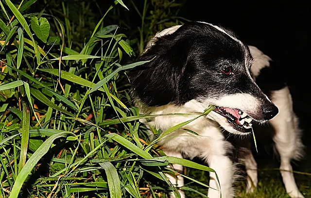 Γιατί τα σκυλιά τρώνε το χορτάρι
